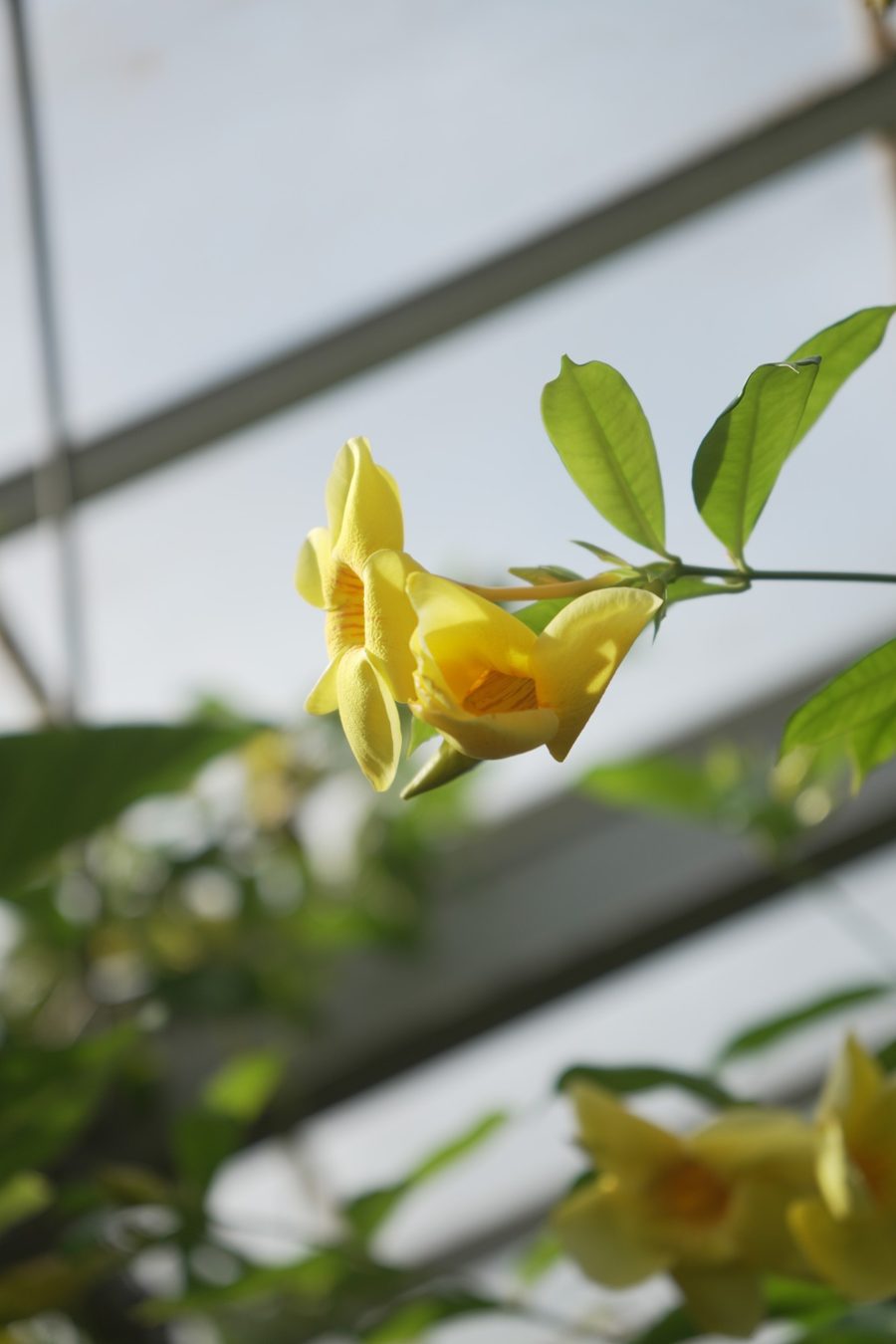 Yellow flowers